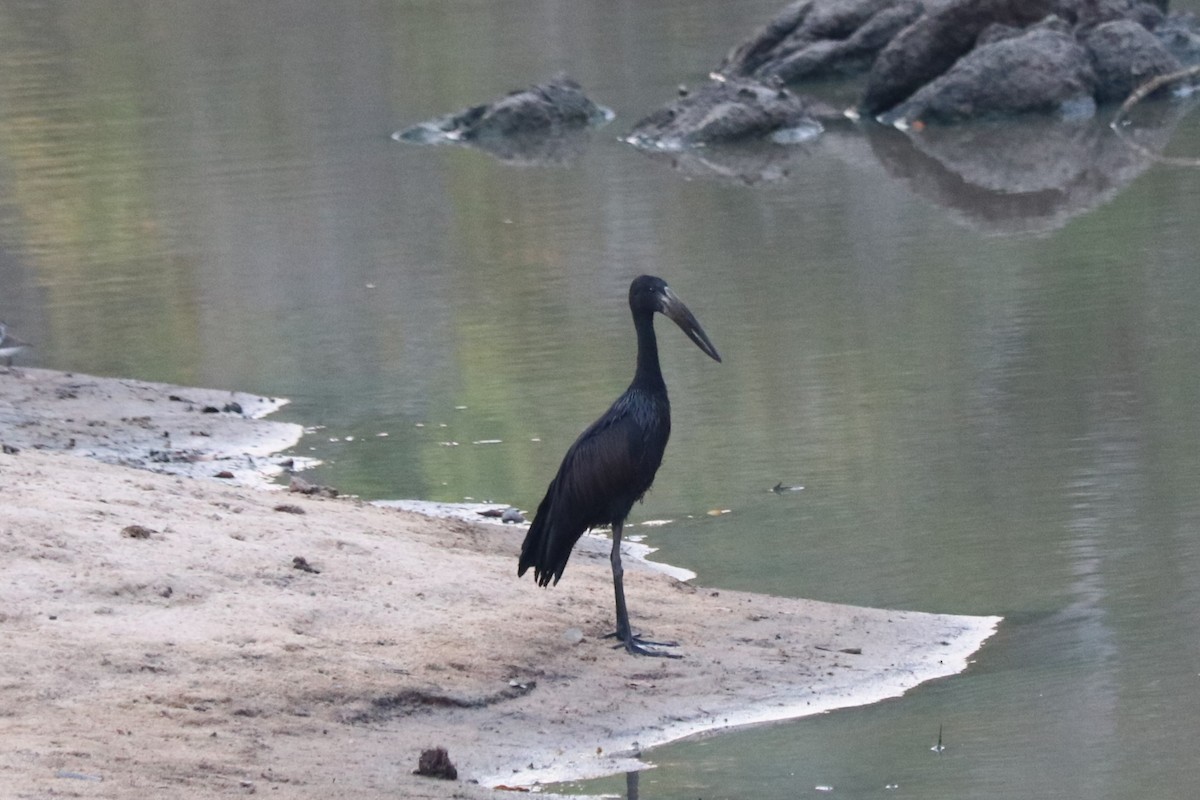 Matxardamoko beltza - ML644477936