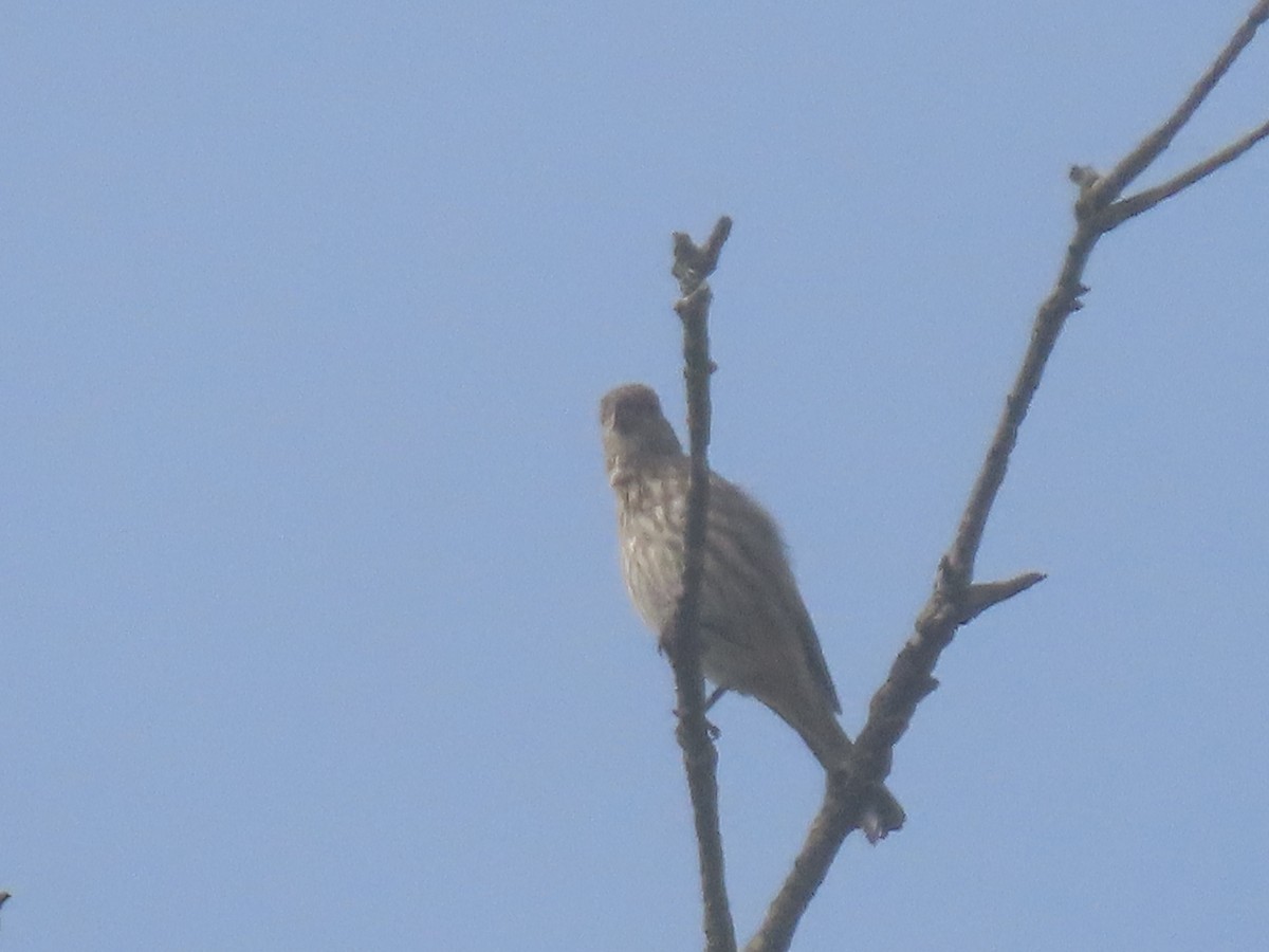House Finch - ML644477952