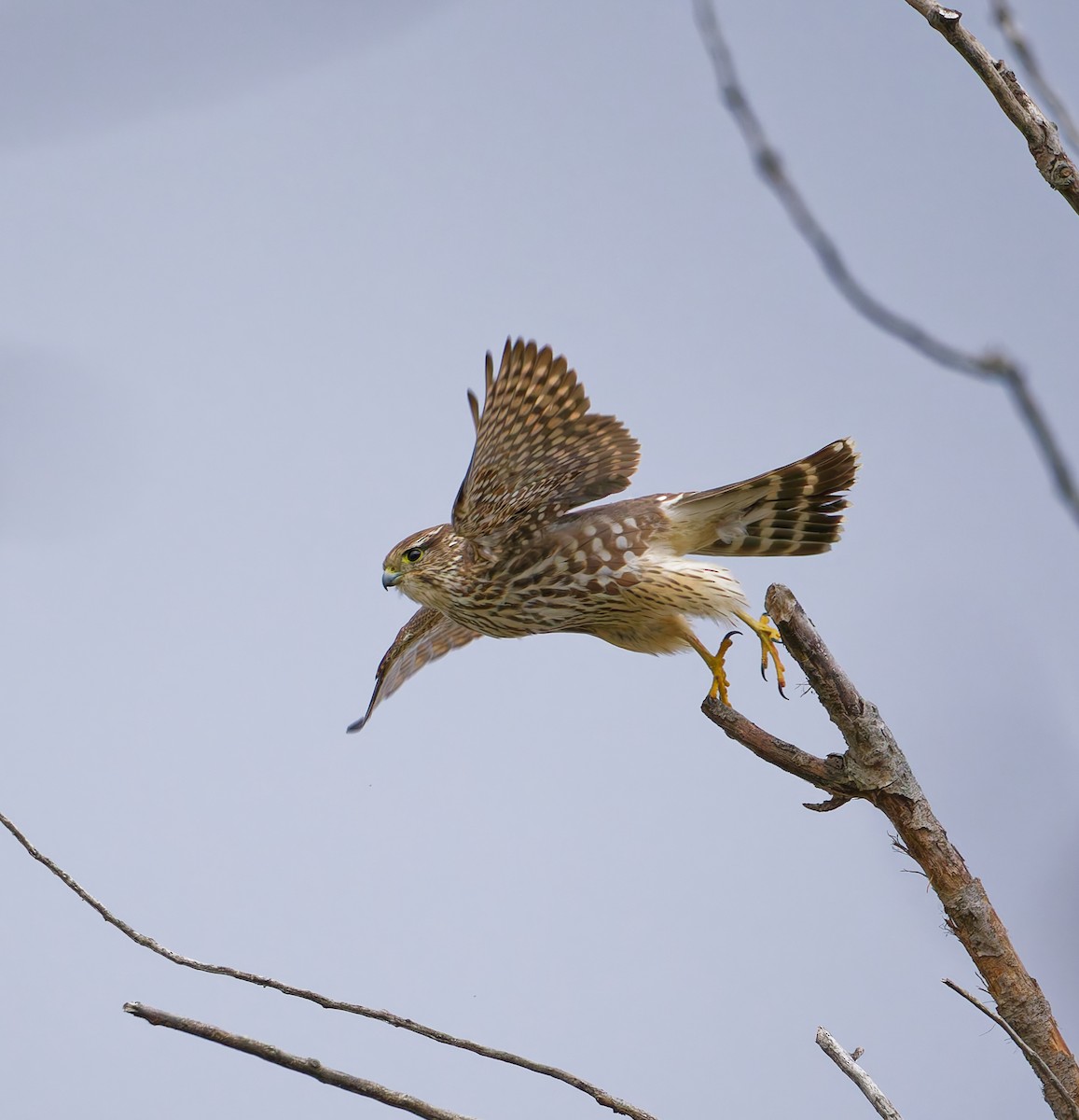 Boz Doğan - ML644477953