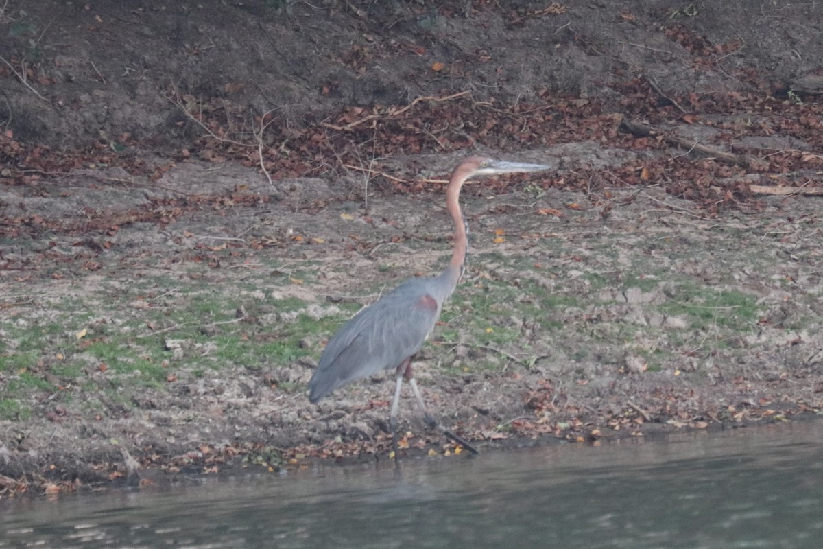 goliathegre - ML644477954