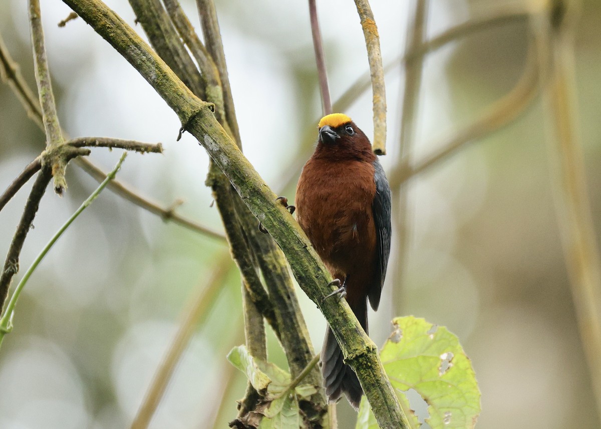 Plushcap - ML644477960