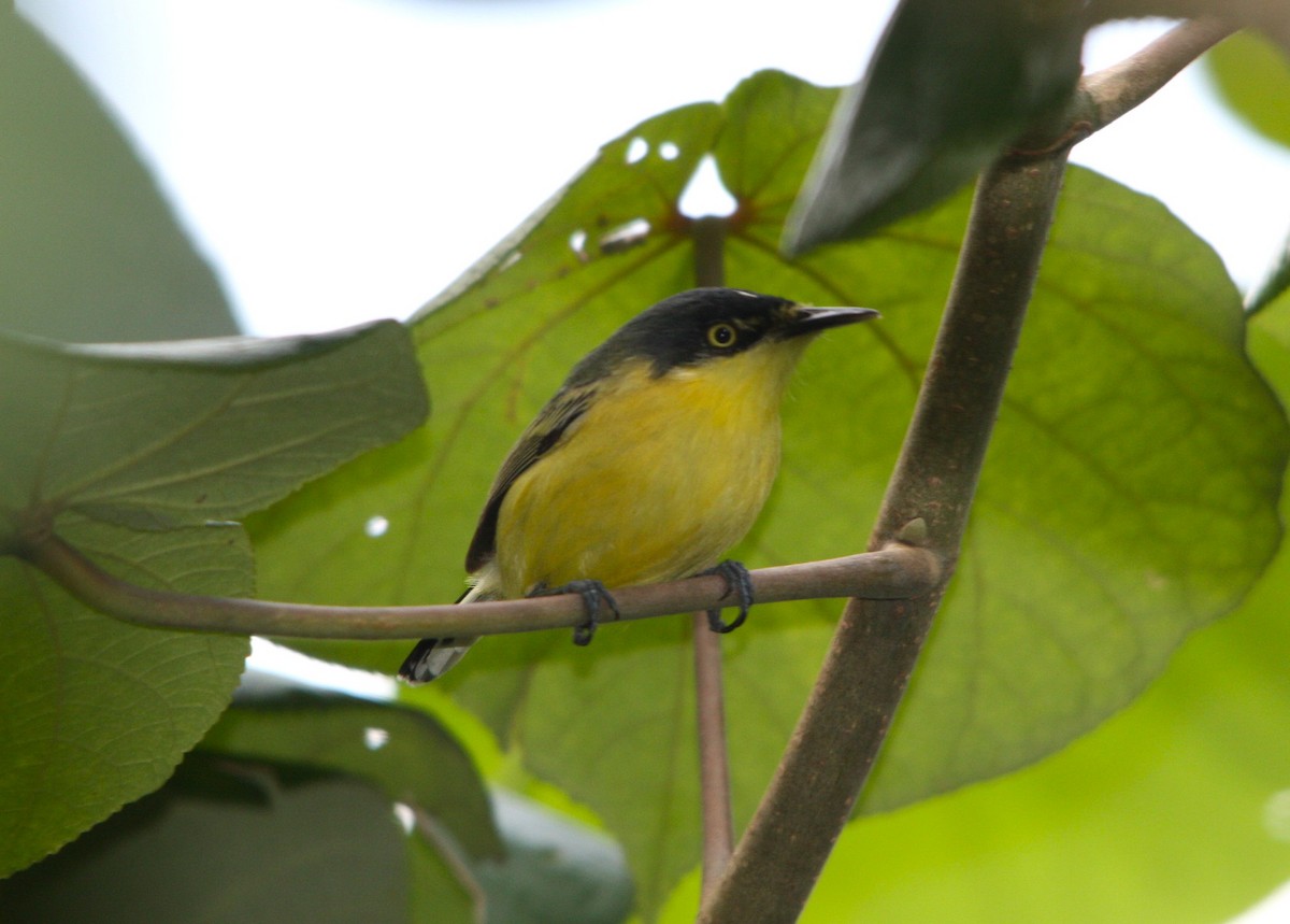 ハシナガタイランチョウ - ML644477961