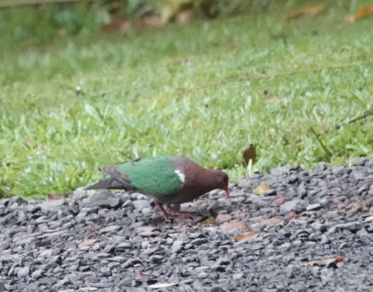 Pacific Emerald Dove - ML644477967