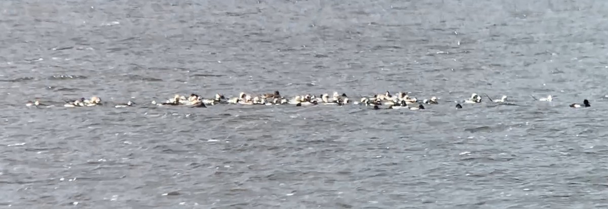 Long-tailed Duck - ML644477972