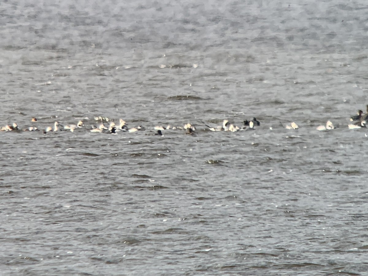 Long-tailed Duck - ML644477973