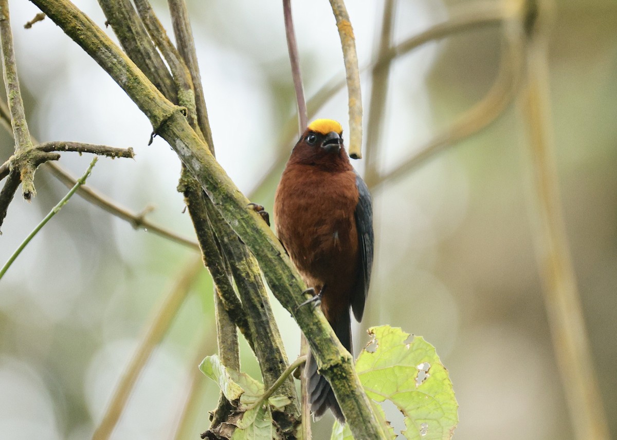 Plushcap - ML644477974