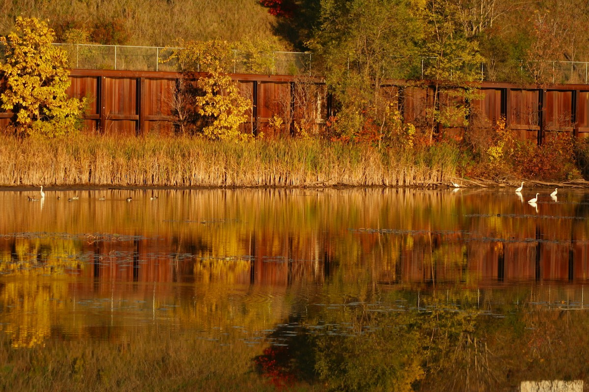 Great Egret - ML644477983