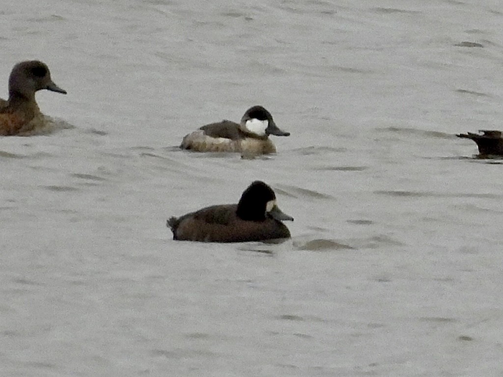 Amerika Dikkuyruğu - ML644477984