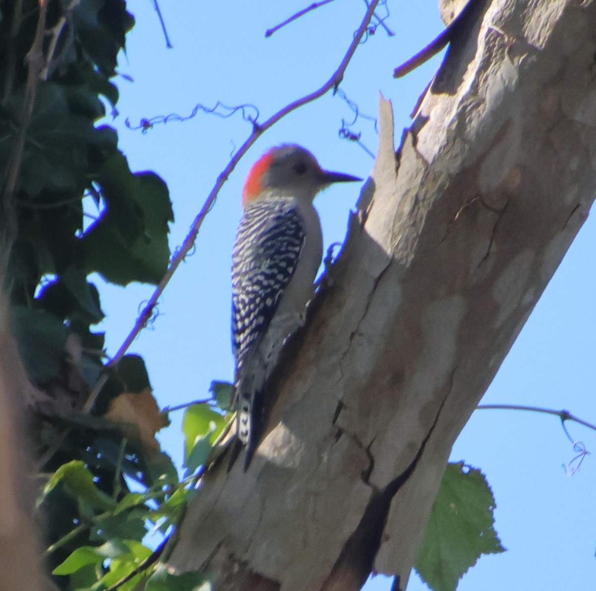 Kızılca Karınlı Ağaçkakan - ML644477985