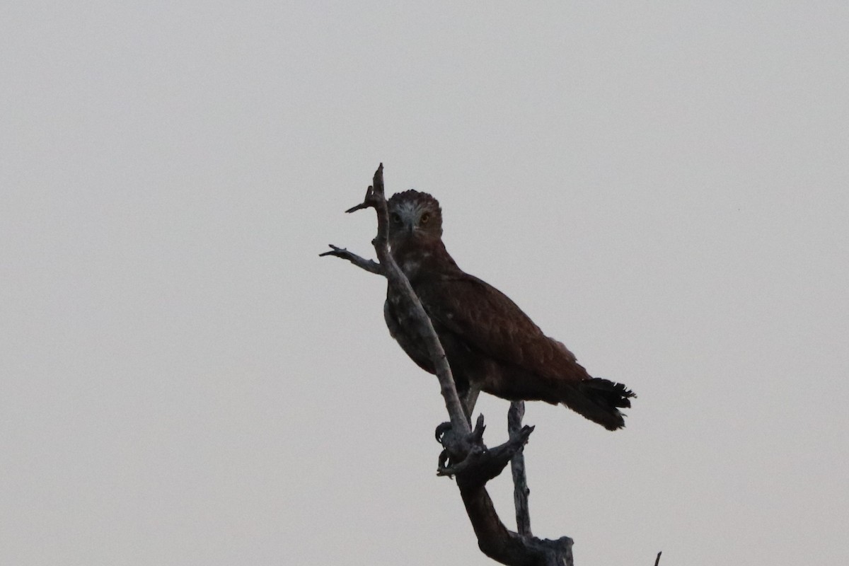 Kahverengi Yılan Kartalı - ML644477986