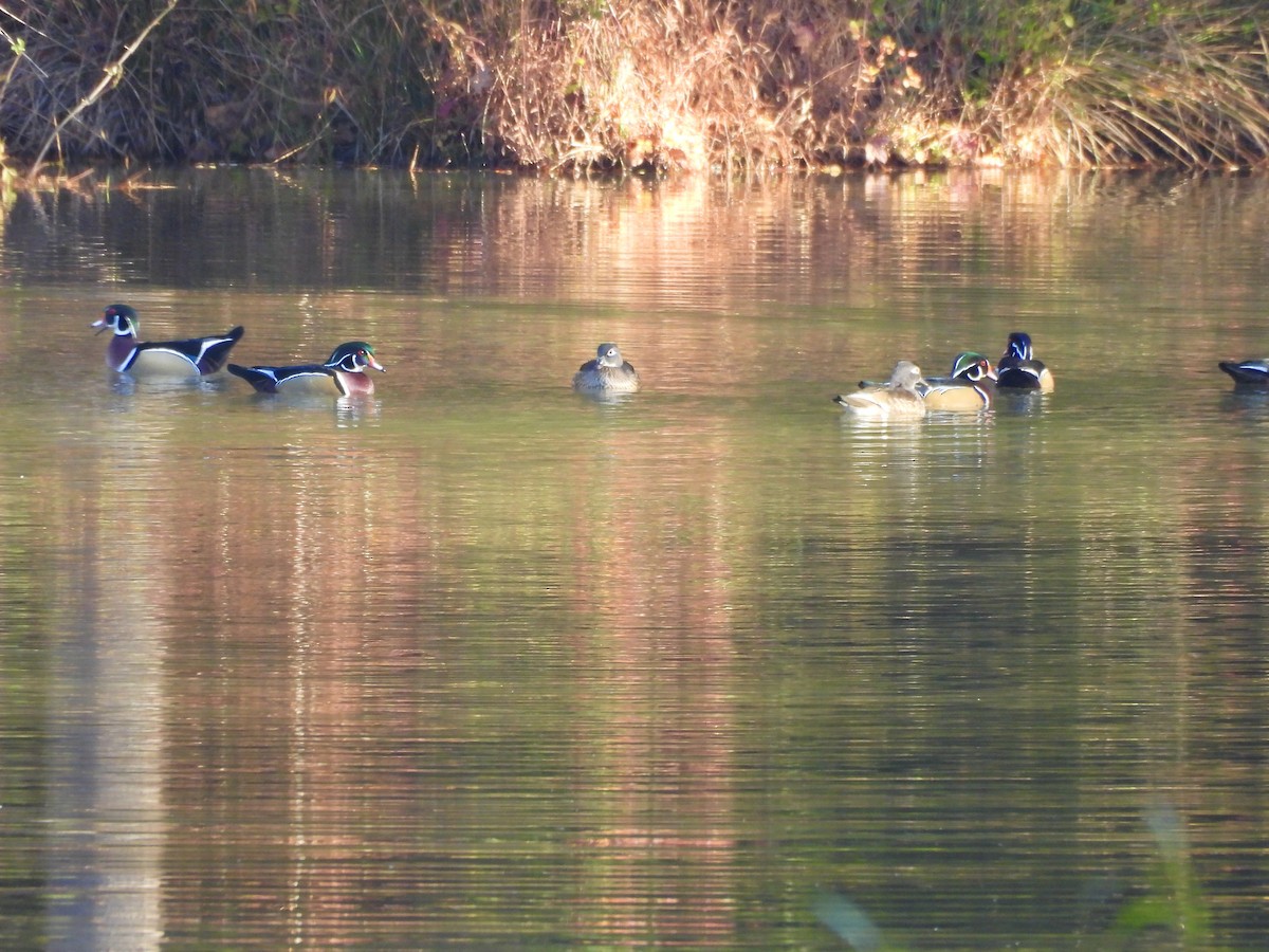 Orman Ördeği - ML644477987