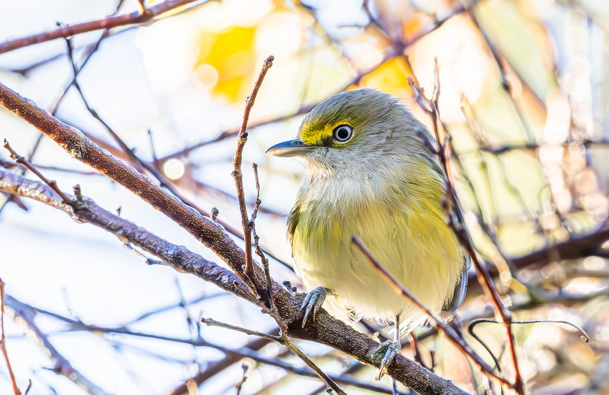 Ak Gözlü Vireo - ML644477988