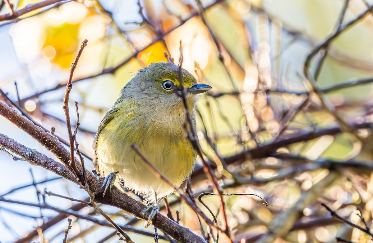 Ak Gözlü Vireo - ML644477989
