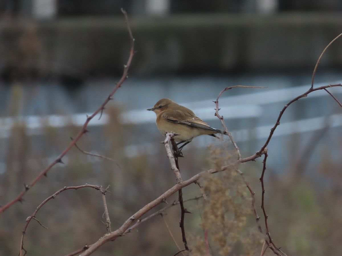 Northern Wheatear (Greenland) - ML644477990