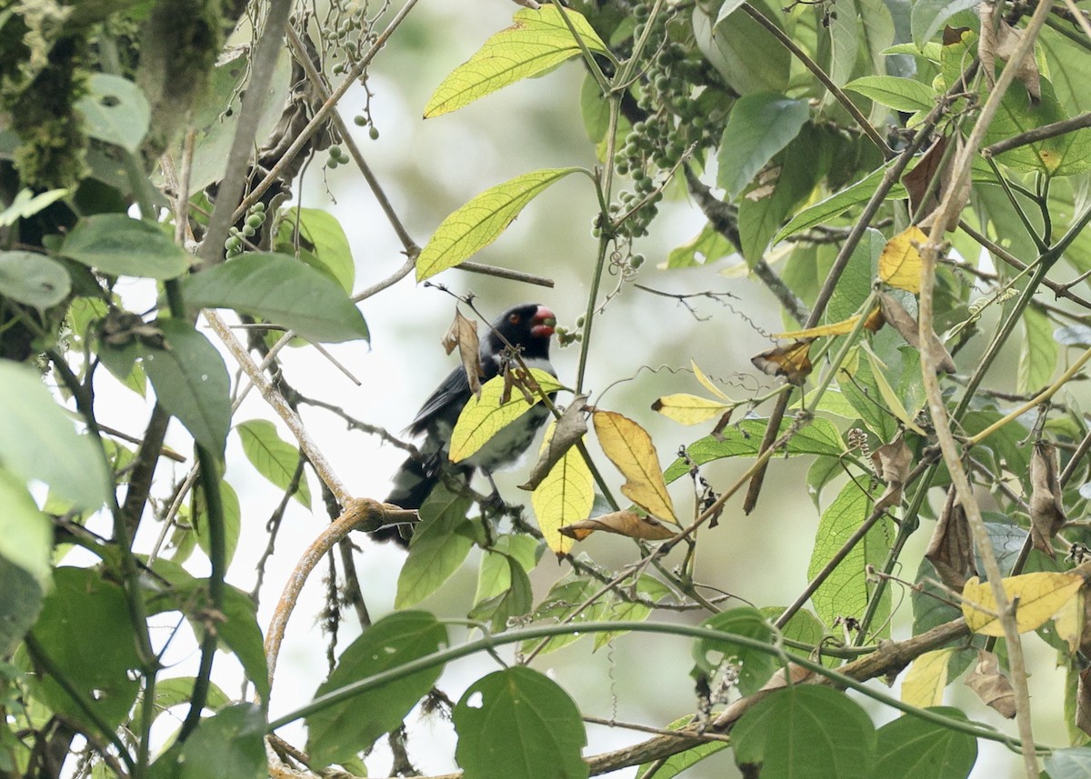 Maskeli Saltator - ML644477992