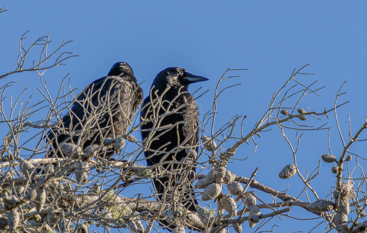 Amerika Kargası - ML644477993