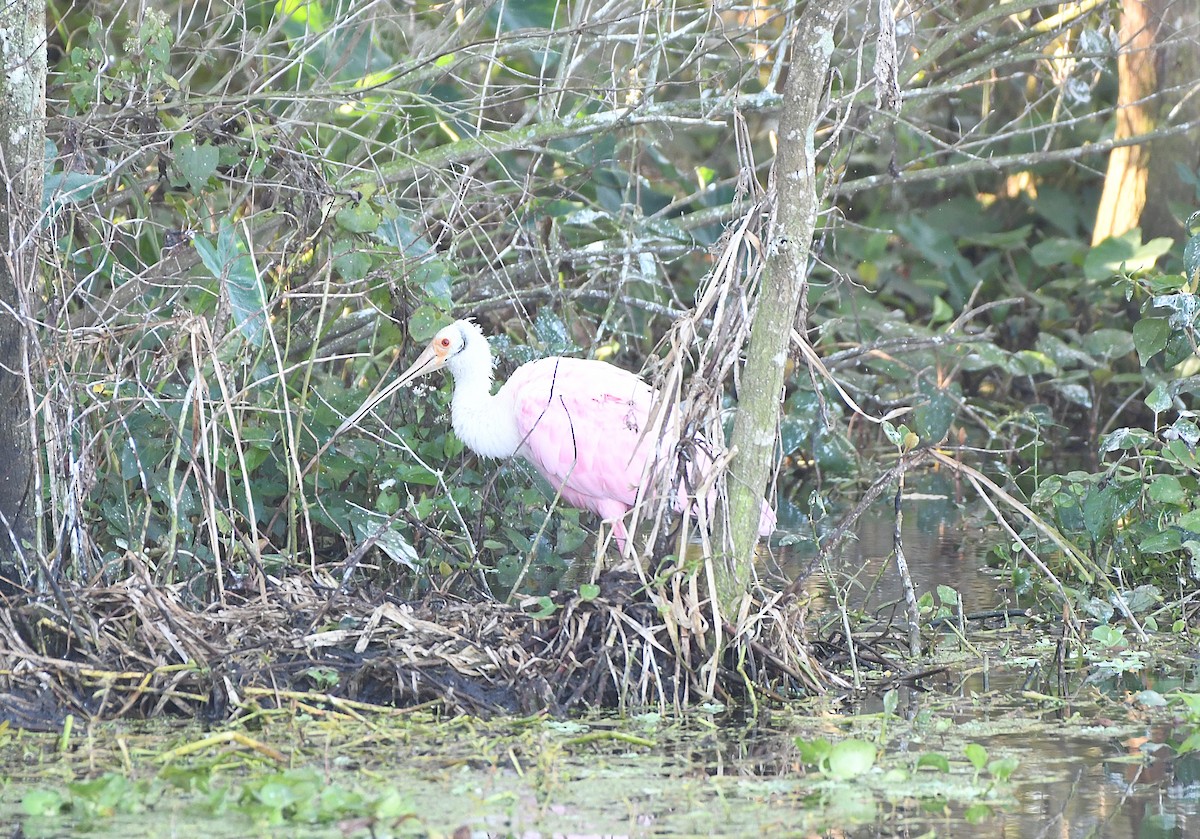 Pembe Kaşıkçı - ML644477995