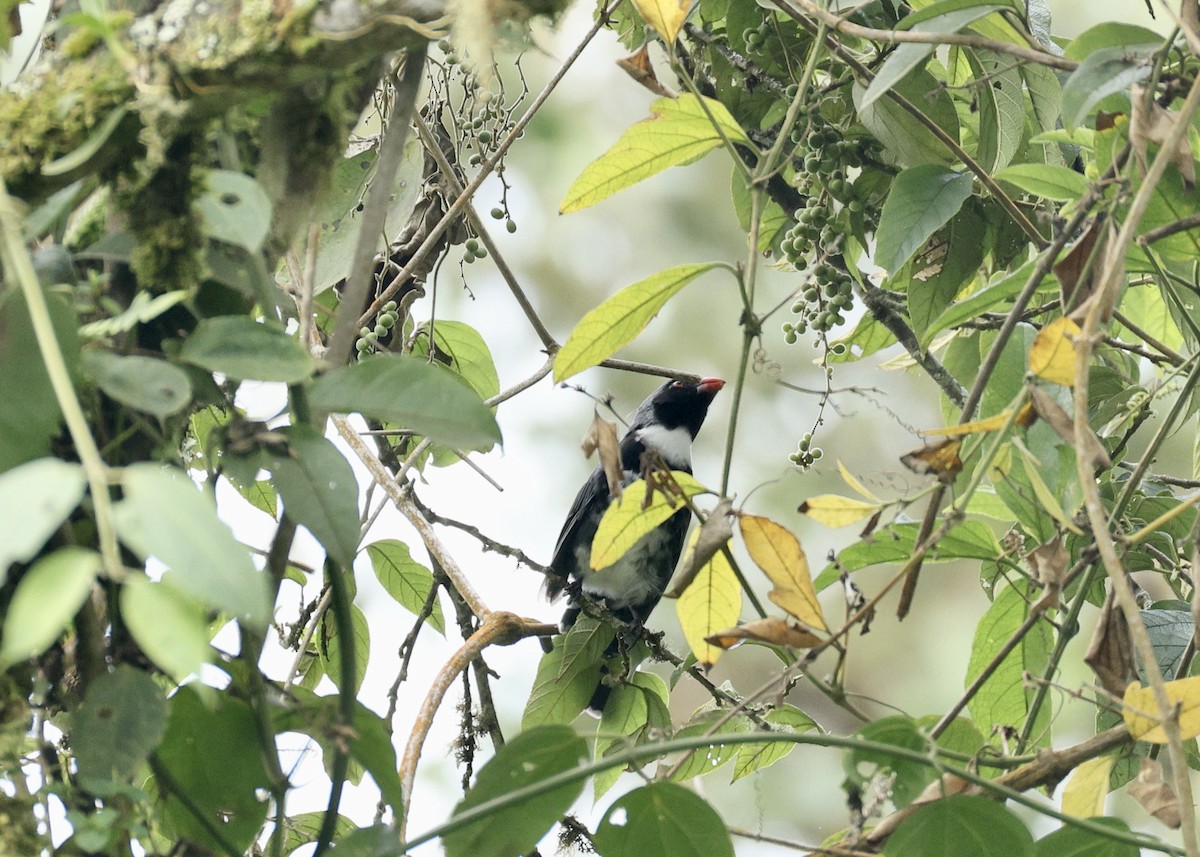 Maskeli Saltator - ML644477996