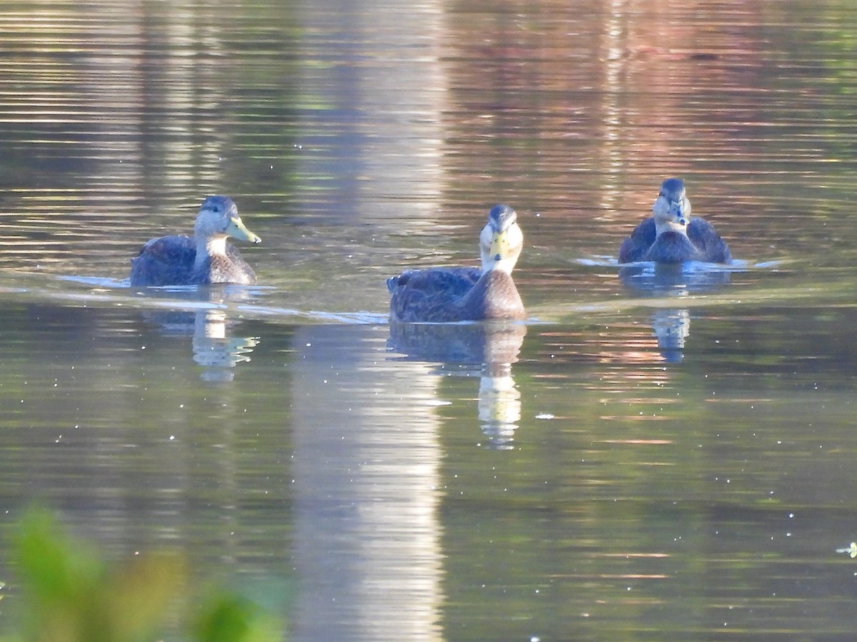 Esmer Ördek - ML644477997