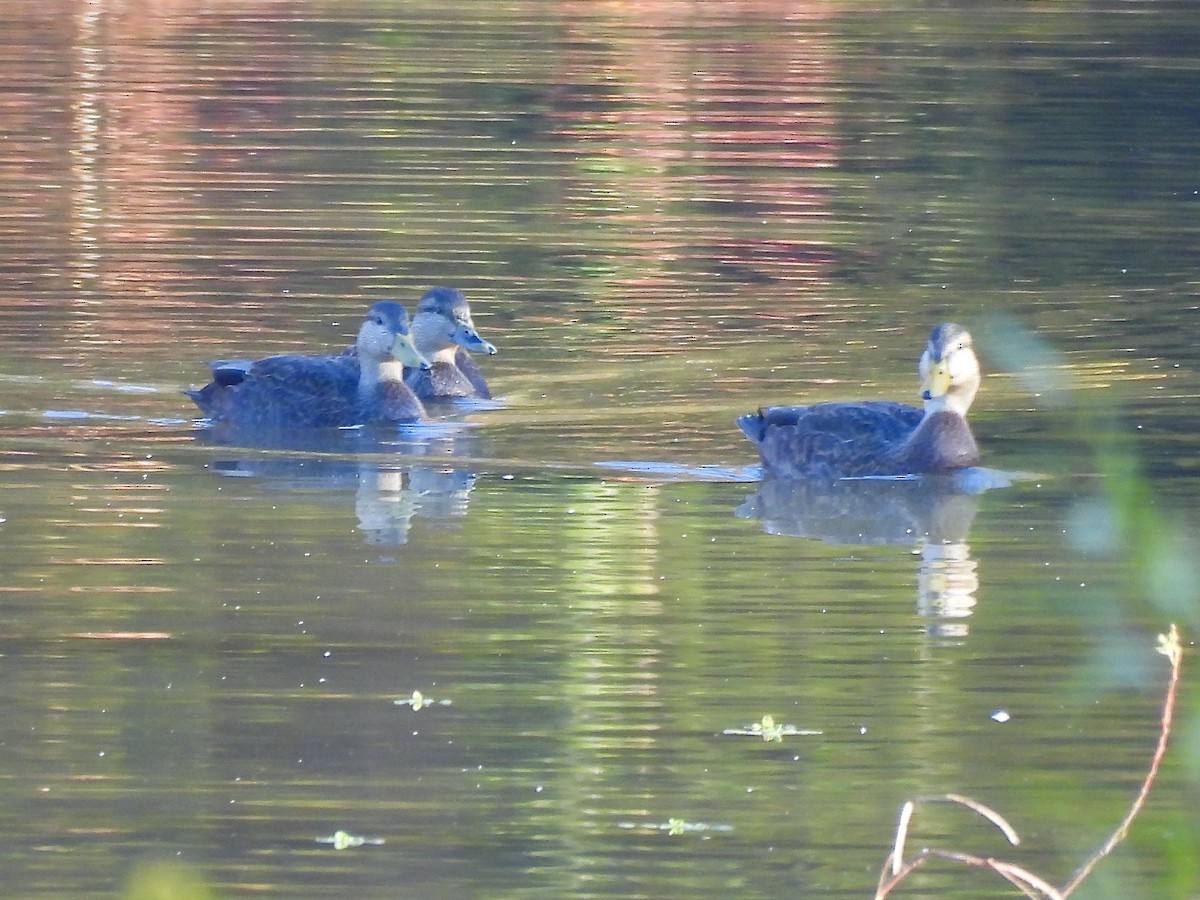 Esmer Ördek - ML644477998