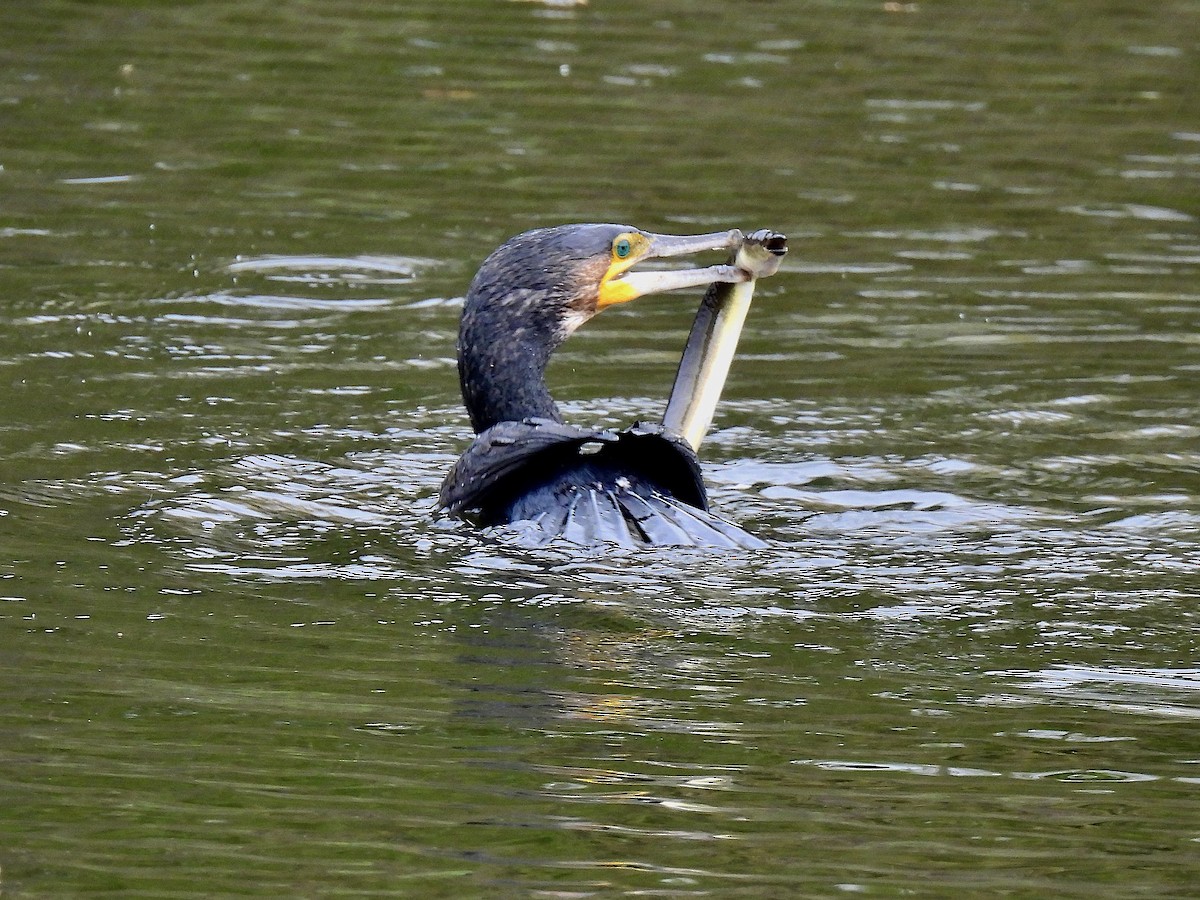 Karabatak - ML644477999