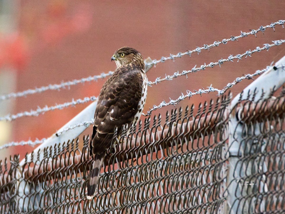 Cooper Atmacası - ML644478000