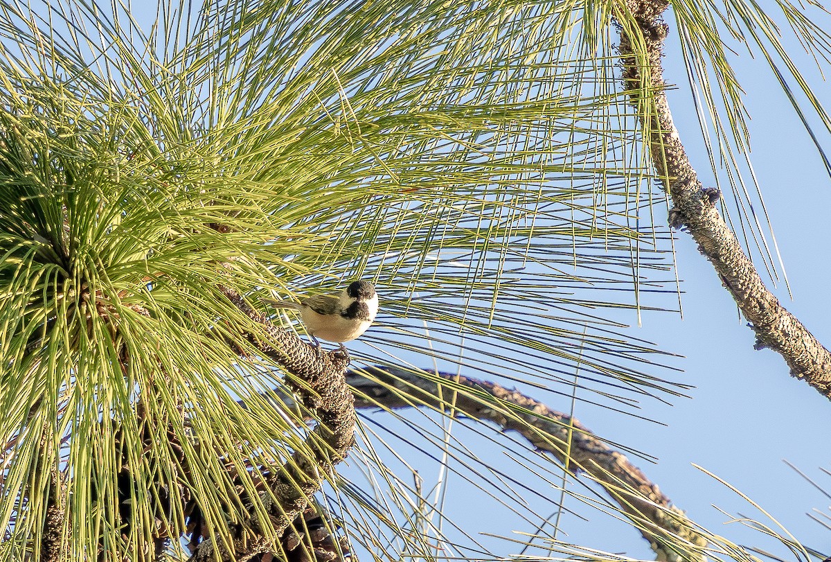 Karolina Baştankarası - ML644478001