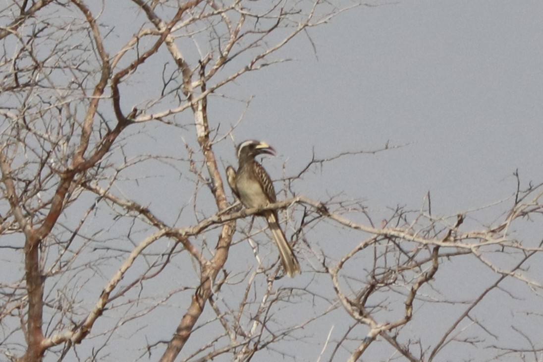 Afrika Gri Boynuzgagası - ML644478002