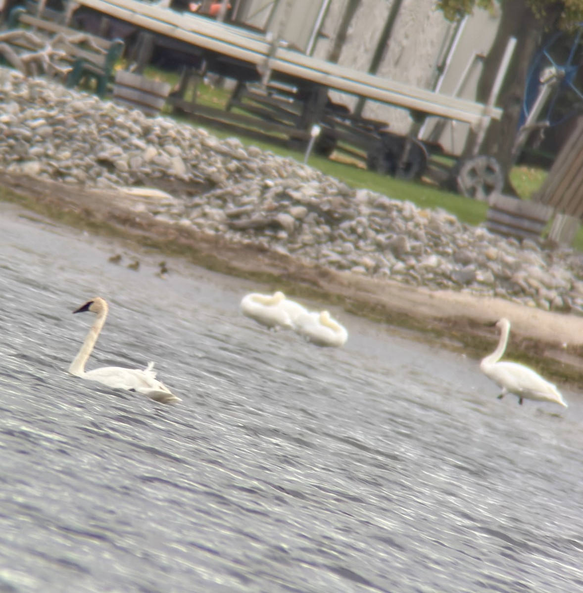 Küçük Kuğu - ML644478004