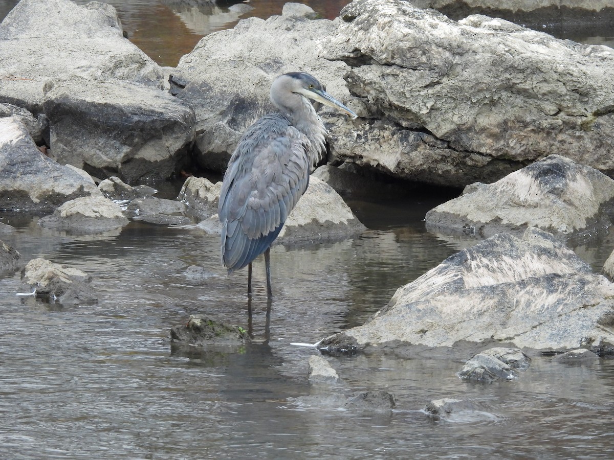 Amerika Gri Balıkçılı - ML644478012