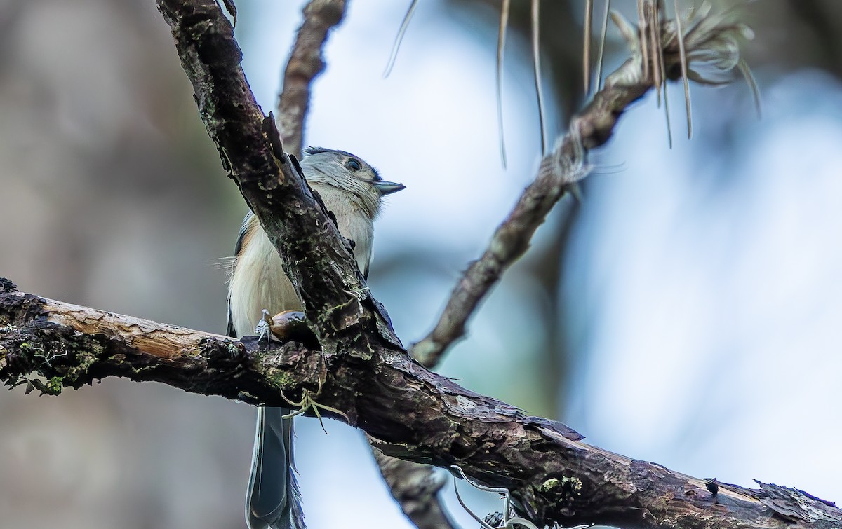 Ak Tepeli Baştankara - ML644478013