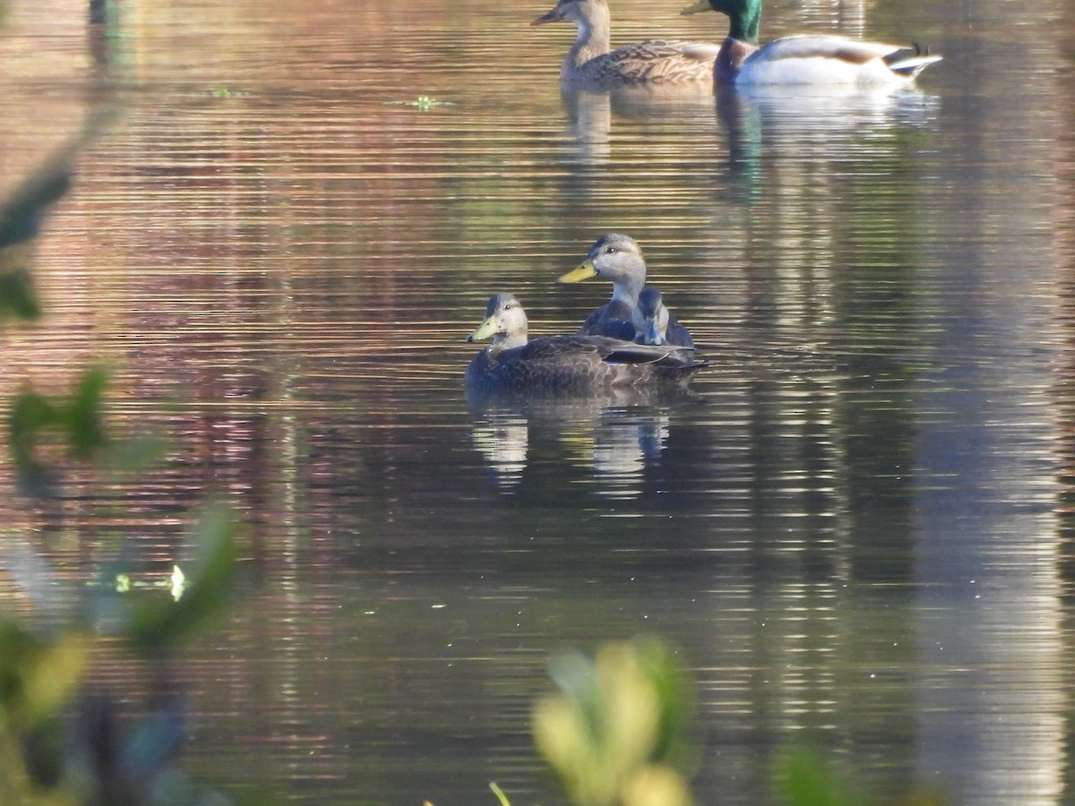 Esmer Ördek - ML644478014