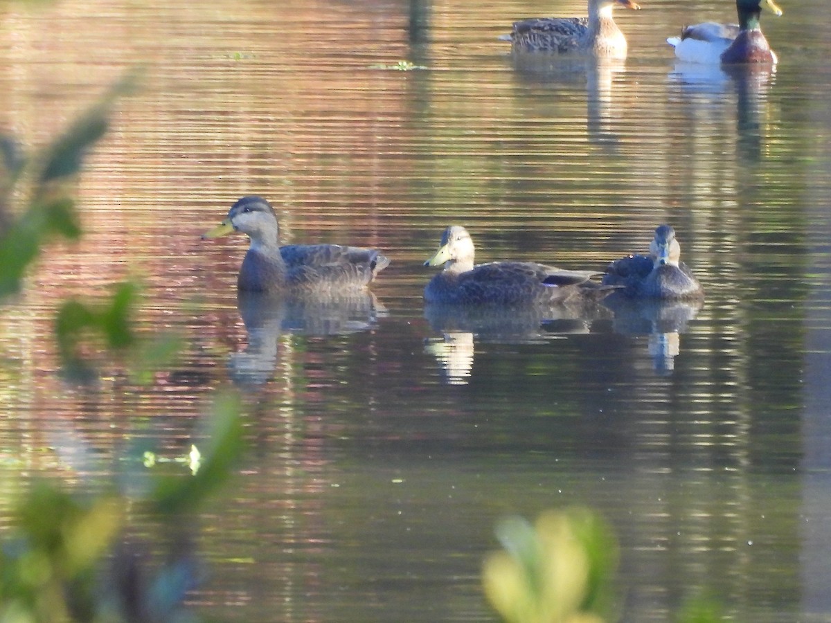 Esmer Ördek - ML644478015