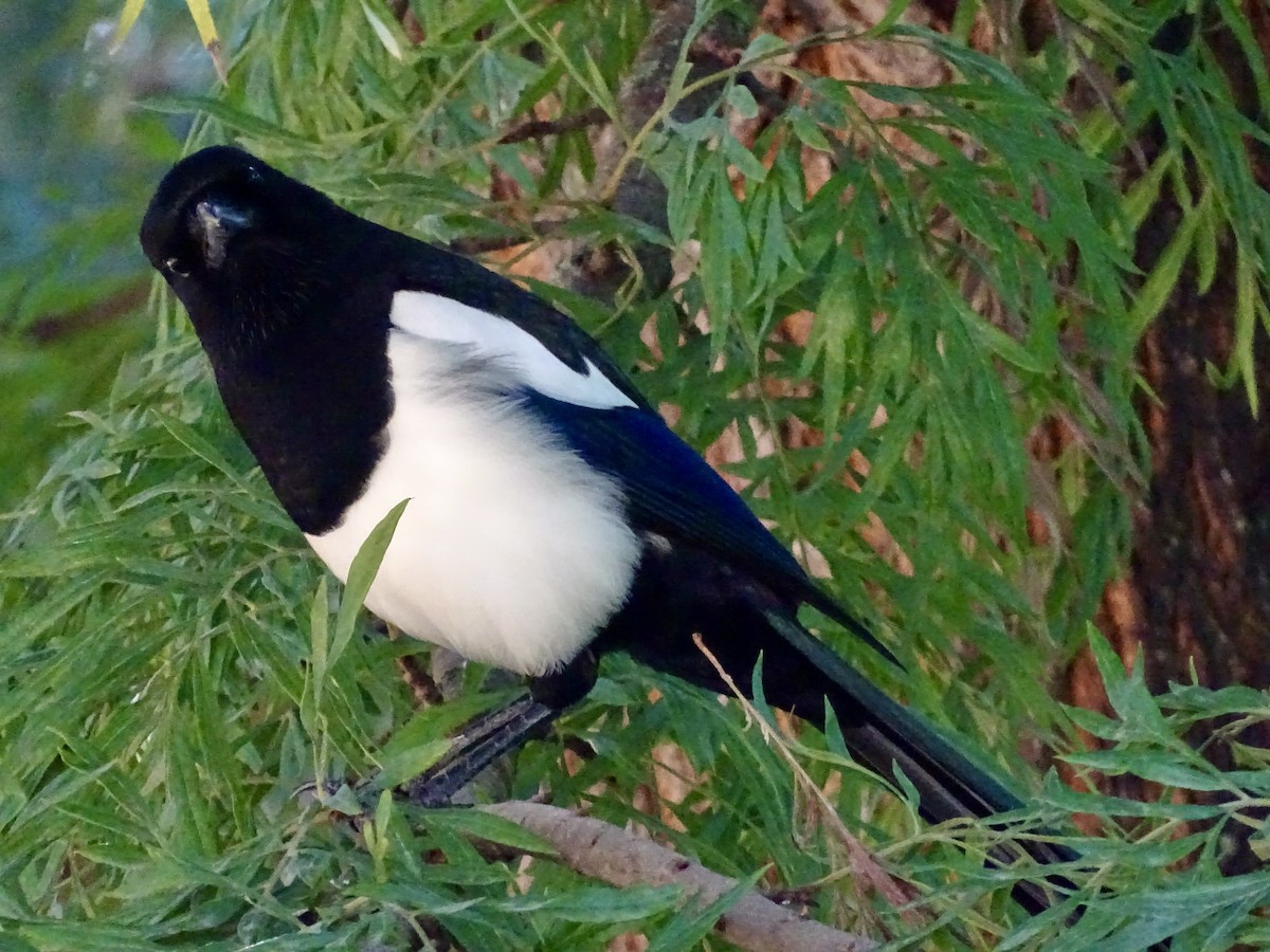 Mika arrunta - ML644478017