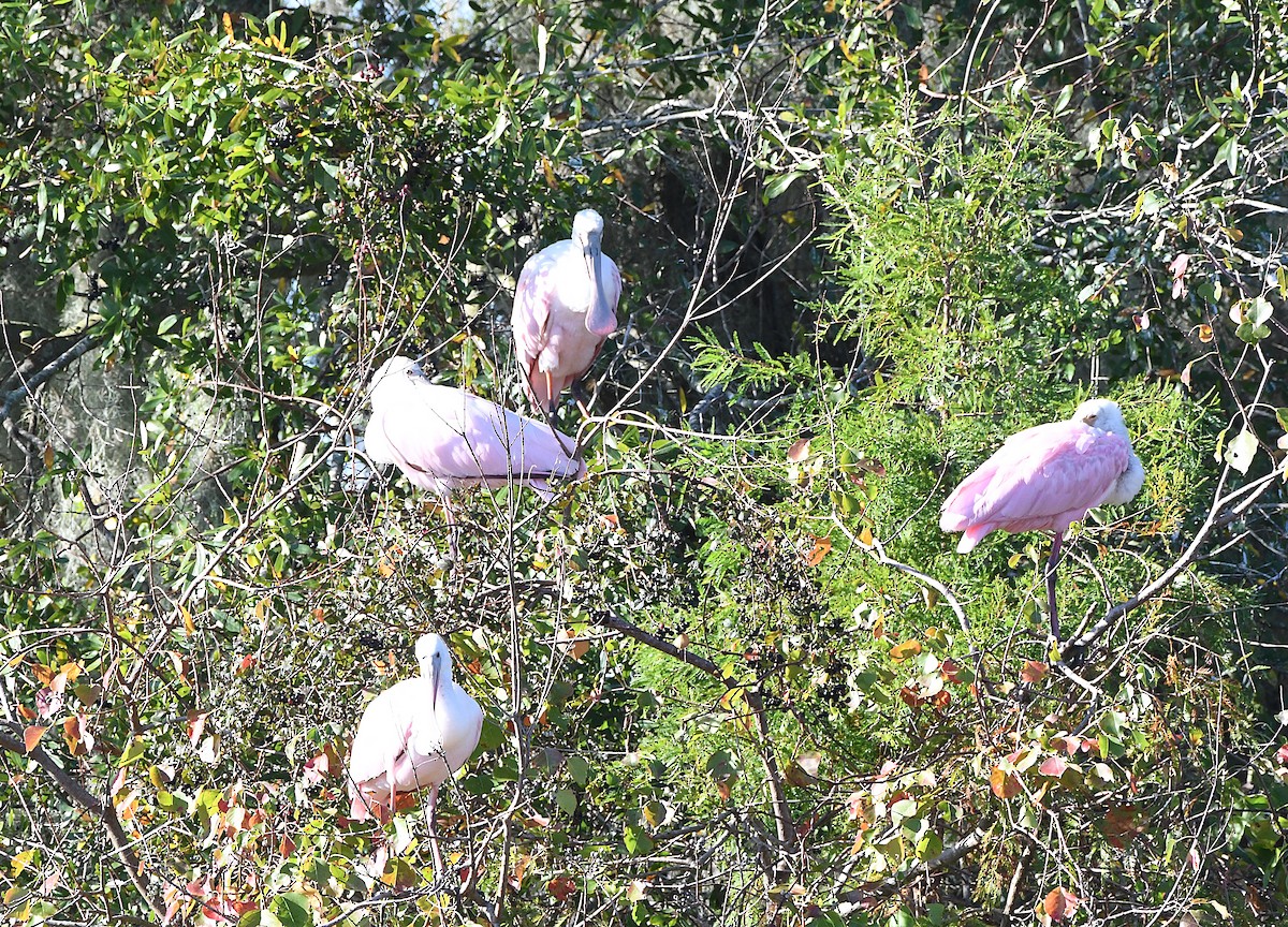 Pembe Kaşıkçı - ML644478018