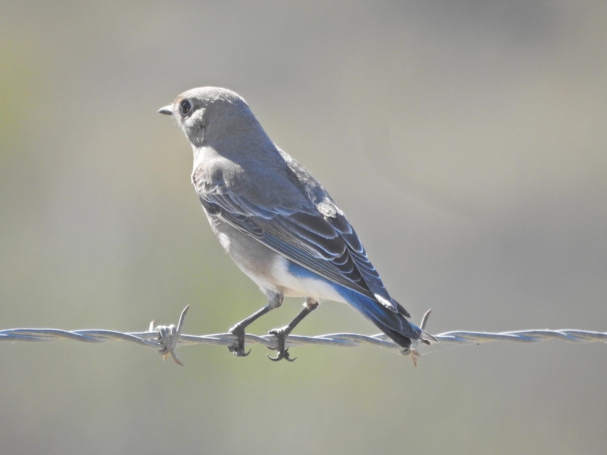 Merlebleu azuré - ML644478025