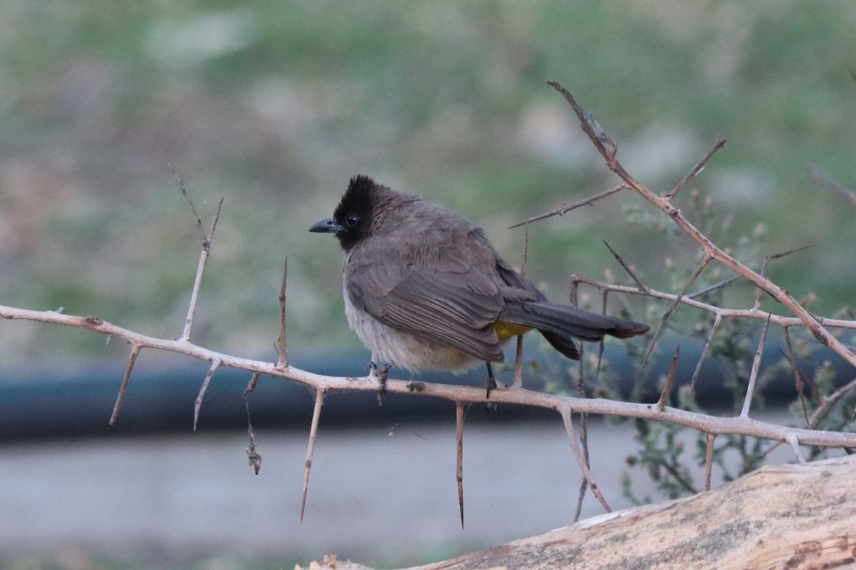 בולבול אפריקני - ML644478038