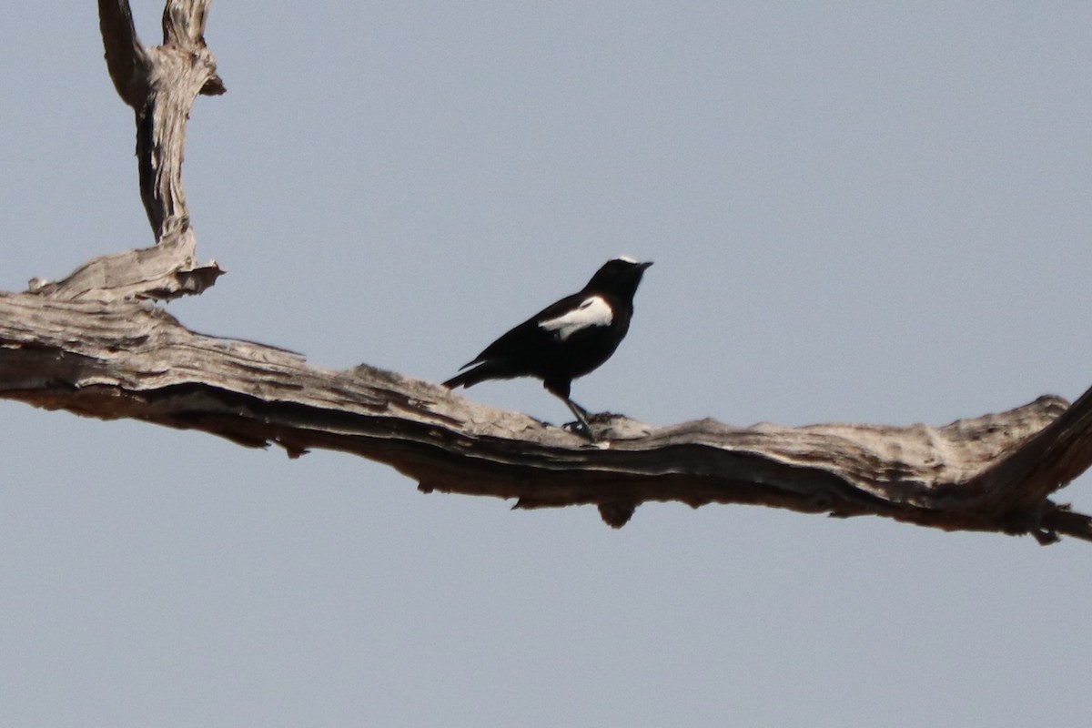 Arnot's Chat - ML644478050