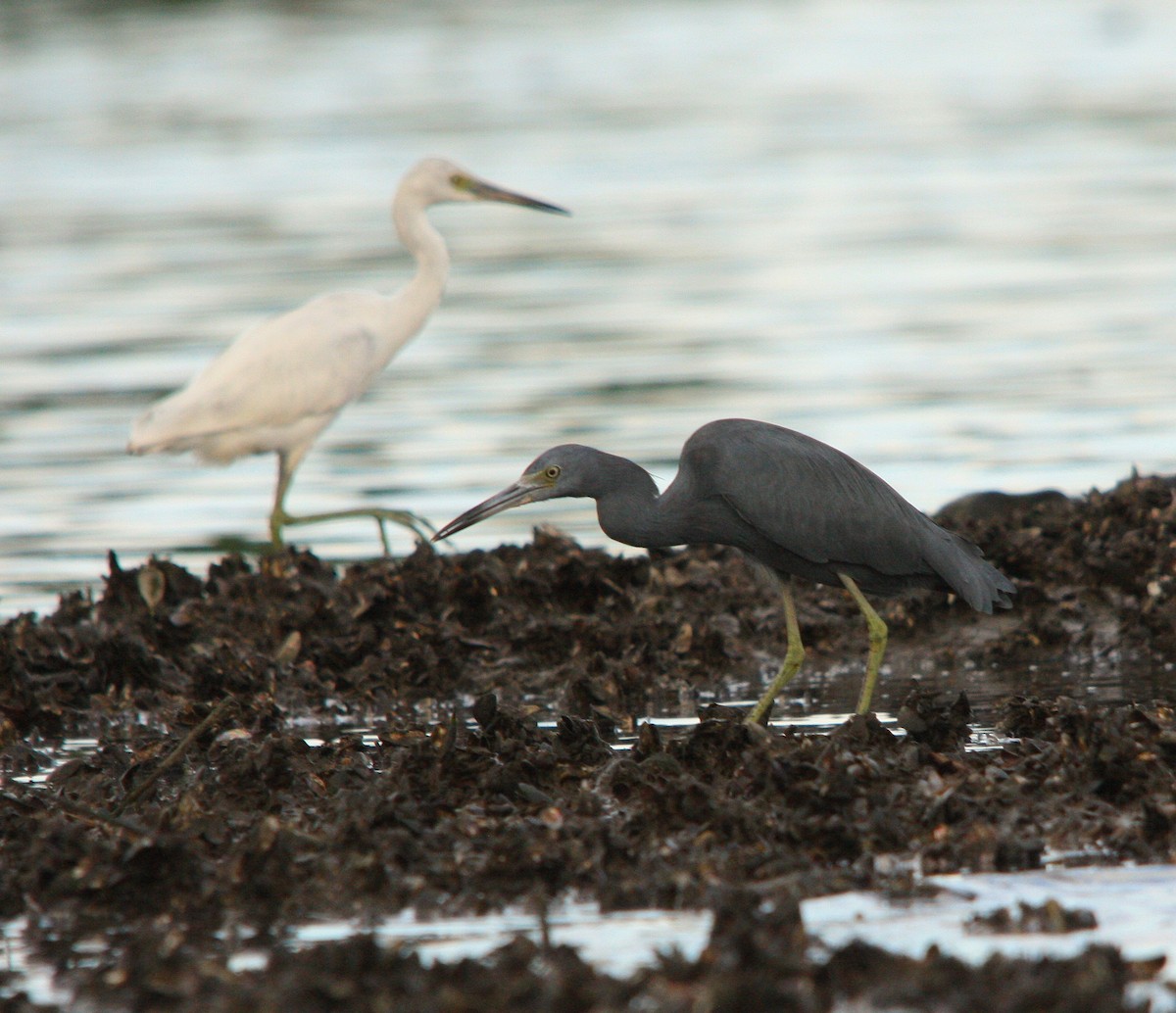 ヒメアカクロサギ - ML644478059