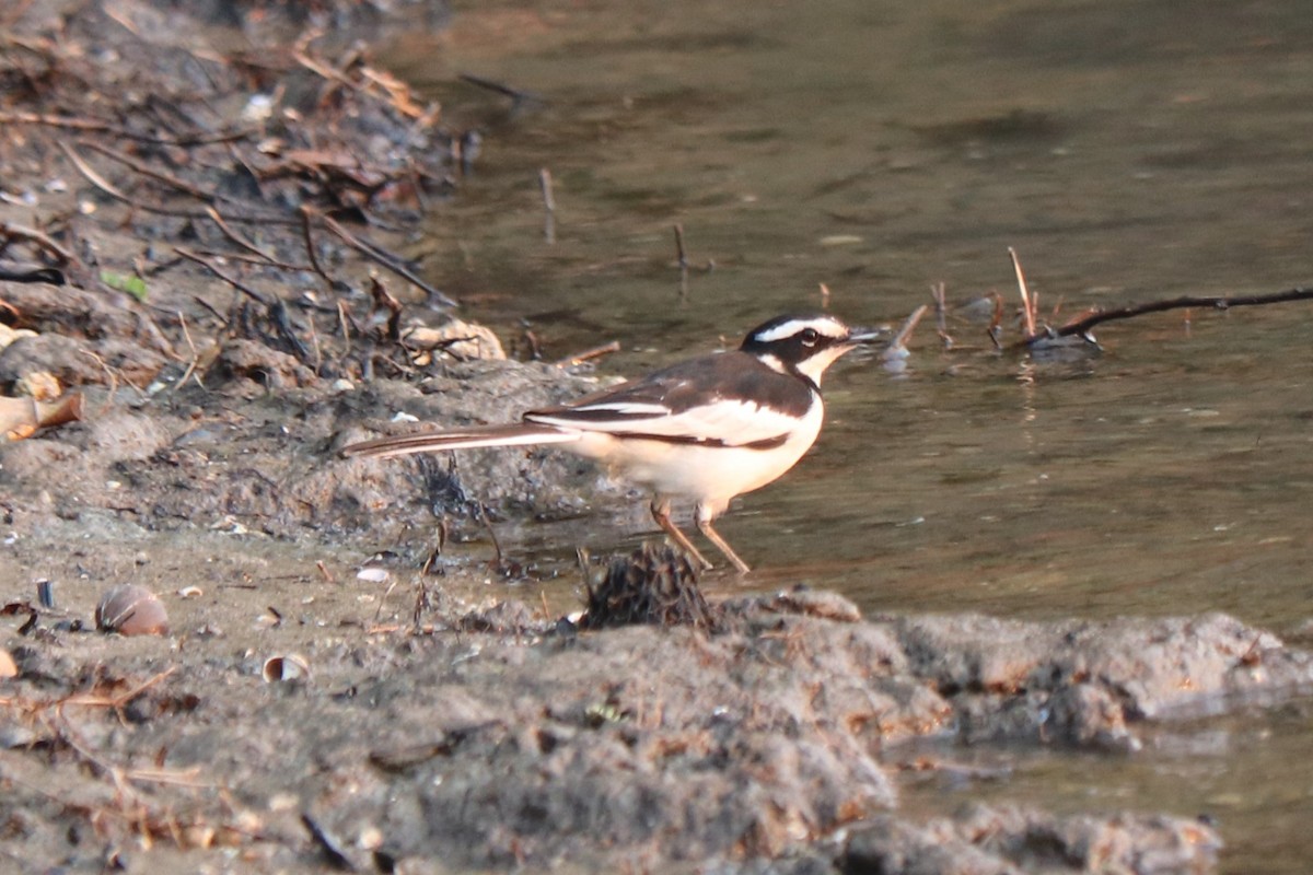 African Pied Wagtail - ML644478067
