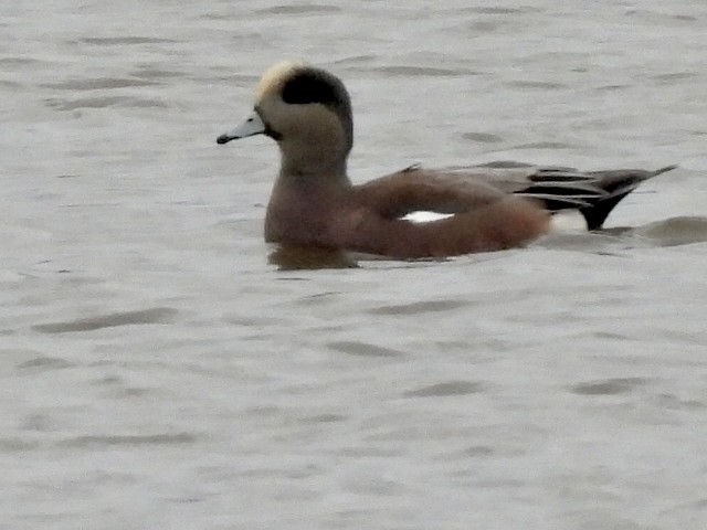 American Wigeon - ML644478073