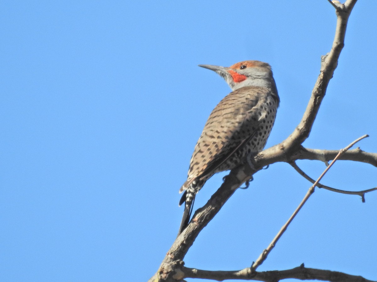 Northern Flicker - ML644478074