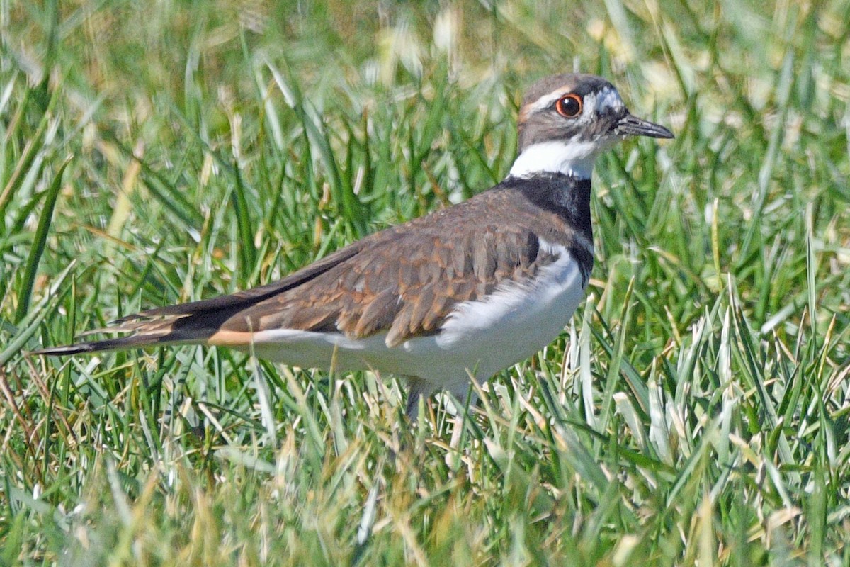 Killdeer - ML644478075