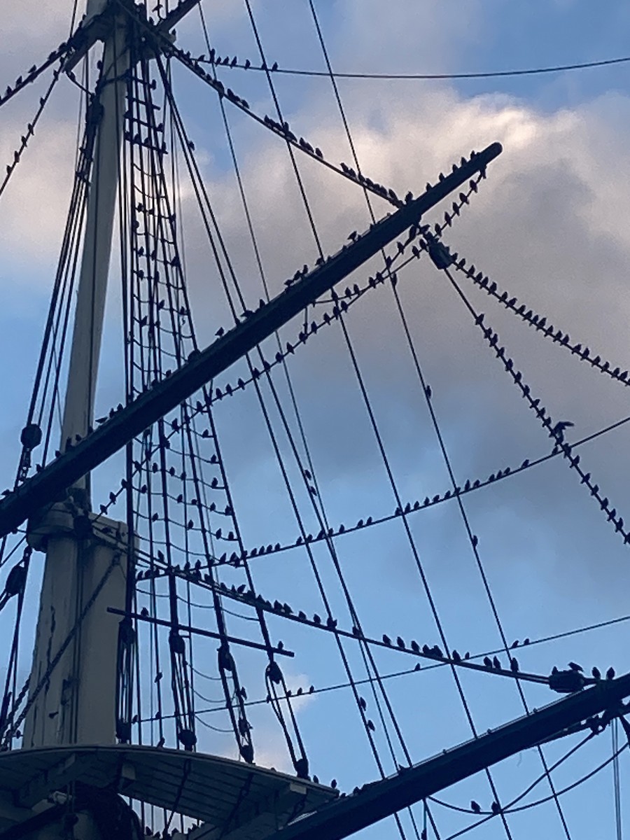 European Starling - ML644478077