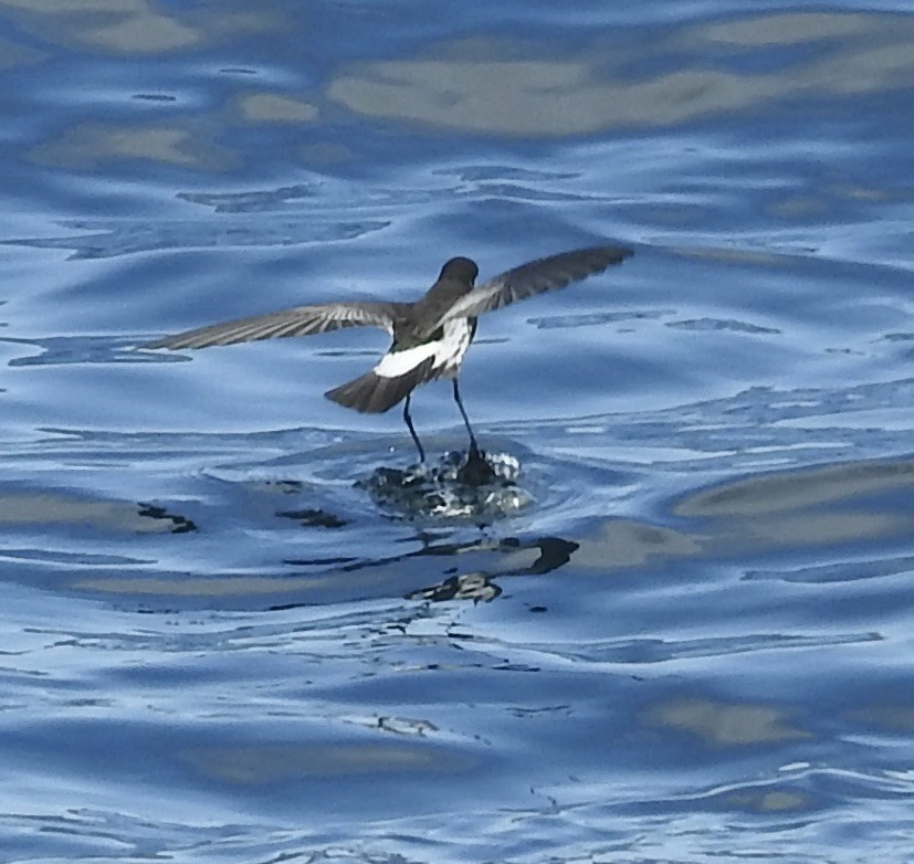 New Zealand Storm-Petrel - ML644478078