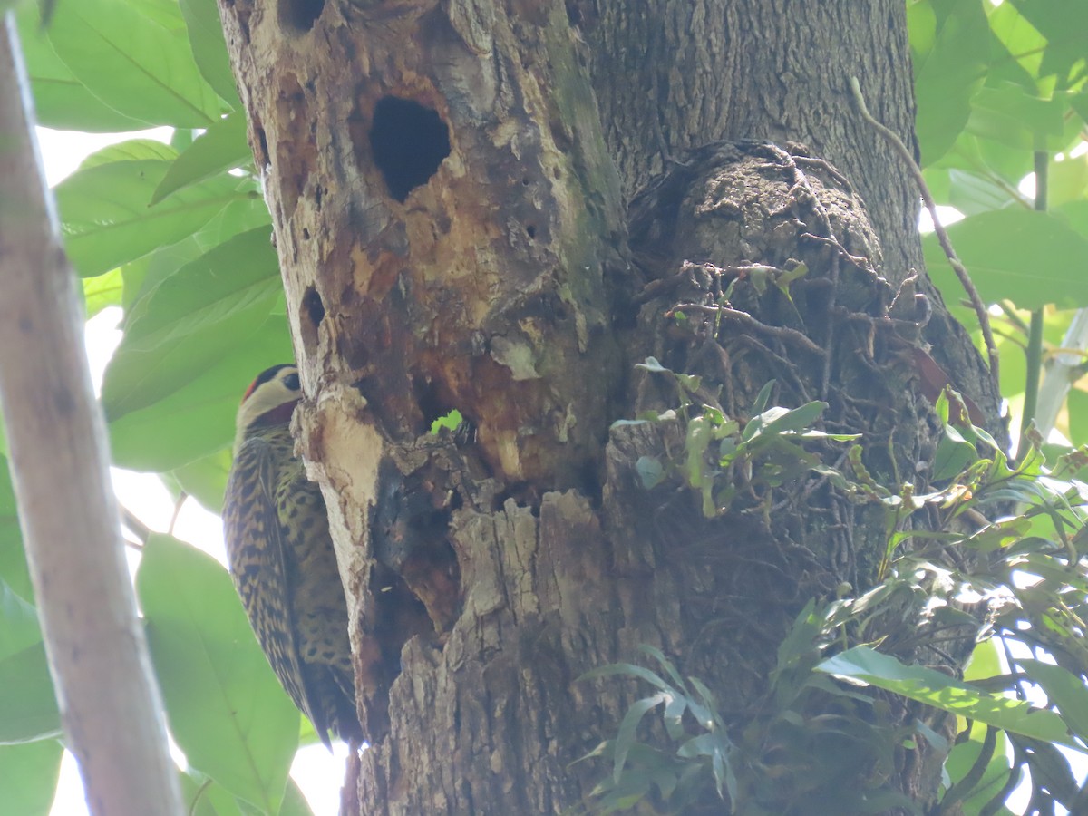 Green-barred Woodpecker - ML644478079