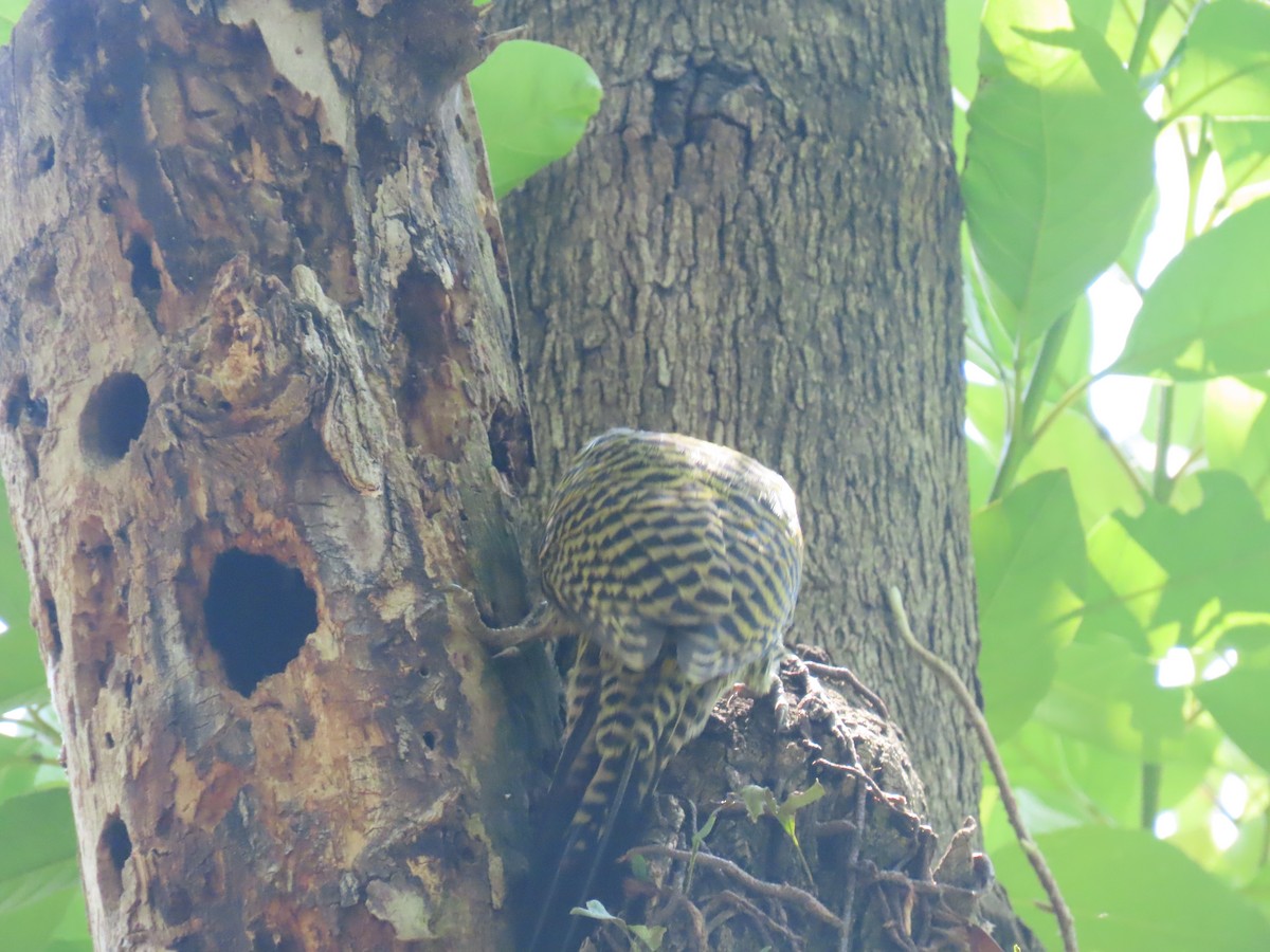 Green-barred Woodpecker - ML644478080