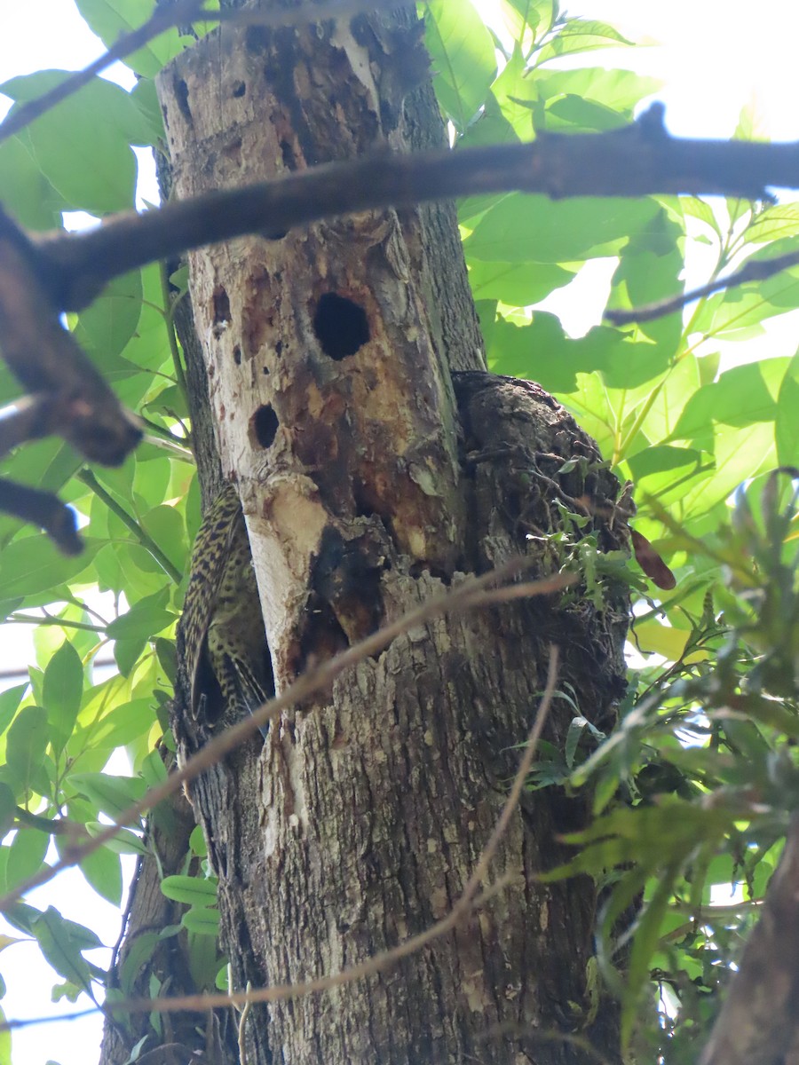 Green-barred Woodpecker - ML644478081