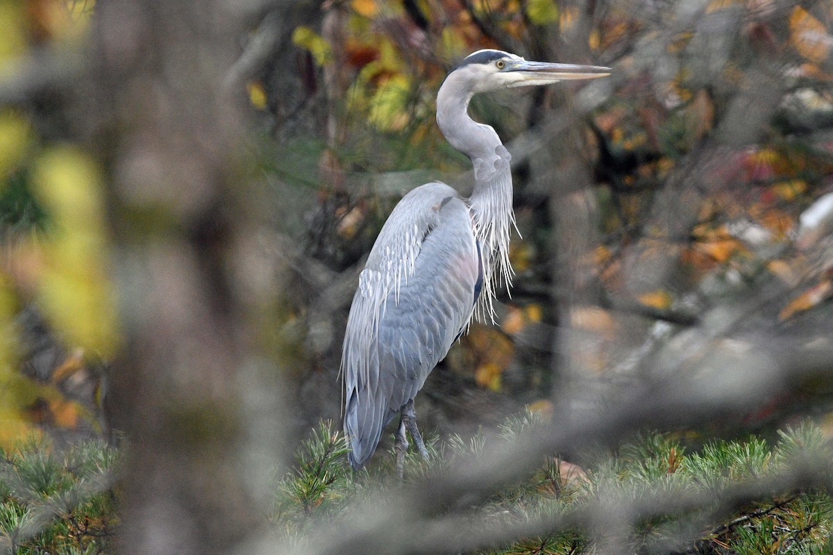 Great Blue Heron - ML644478082