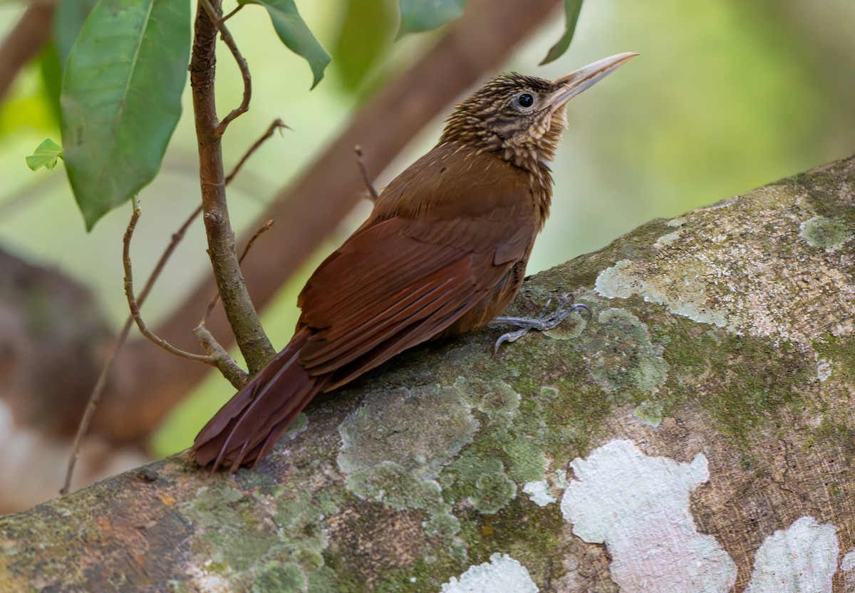 Buff-throated Woodcreeper - ML644478083